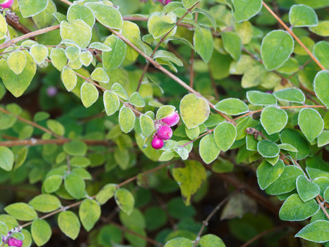 Symphorine de Chenault (Symphoricarpos chenaultii) &agrave; v&eacute;g&eacute;tation tapissante et d&eacute;corative de petites baies roses et feuillage vert glabre couvert de givre en hiver 
