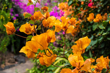 yellow flowers in the garden