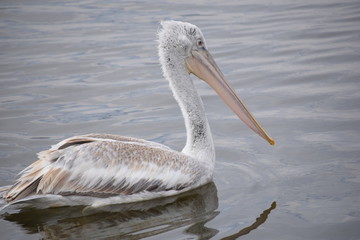 brown pelican