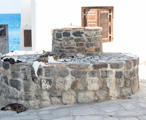 Katzen bei der Mittagsruhe im Ort Nisyros Griechenland