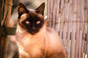 SIAMESE CAT LOOKING TOWARDS THE HORIZON