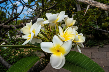 plumeria rubra white with yellow center