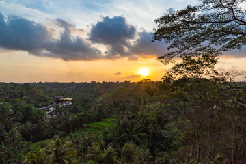 Palm trees and terraces ricefields. View from Sayan view point at sunset, Ubud, Bali Indonesia