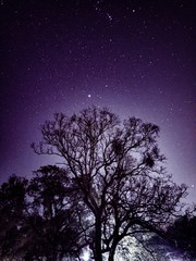 Fototapeta na wymiar tree and stars