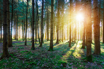 Impressive sunset in the forest: Tree trunks, sunbeams, light and shadow