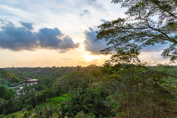 Fototapeta premium Palm trees and terraces ricefields. View from Sayan view point at sunset, Ubud, Bali Indonesia