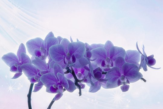 Closeup branch of a blooming orchid