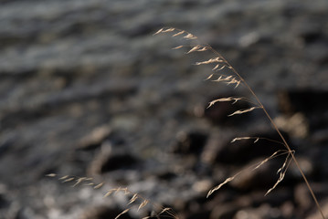 spikes of grass on blue sea background