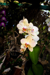 Beautiful orchid with orange tones