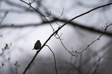 Bird, shadow, branch, darkness 