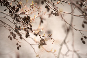 Spring, catkins, brown, cones