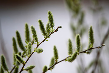 Obraz premium Spring, catkins, green