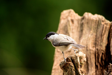 The marsh tit (Poecile palustris) bird