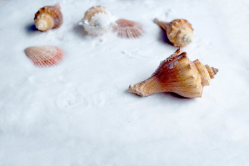 Shells laid on white sand