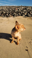 Yorkshire Terrier en la playa