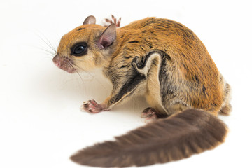 The Javanese flying squirrel (Iomys horsfieldii) is a species of rodent in the family Sciuridae. It is found in Indonesia, Malaysia, and Singapore. Isolated on white background © dwi