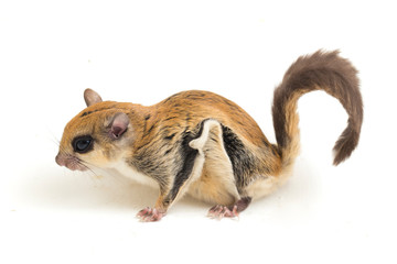 The Javanese flying squirrel (Iomys horsfieldii) is a species of rodent in the family Sciuridae. It is found in Indonesia, Malaysia, and Singapore. Isolated on white background © dwi