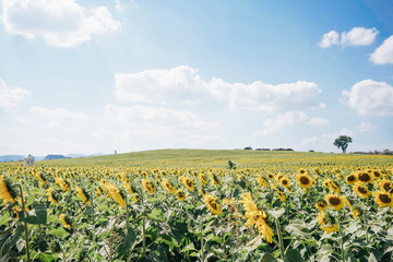 Fototapeta na wymiar Beautiful Landscape of sunflowers blooming in the field with mountain range horizon background with sunlight.