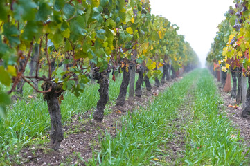 Fototapeta na wymiar grapes in vineyard