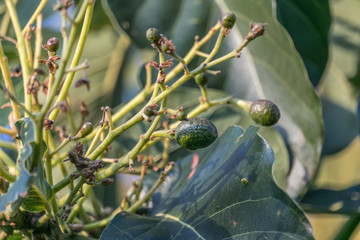 Baby avocados fighting against cold weather and strong winds