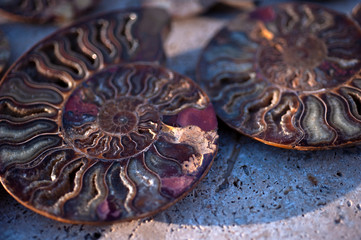 Beautiful close-up of  Ammonite Nautilus Fossil. Natural object still life photography. 