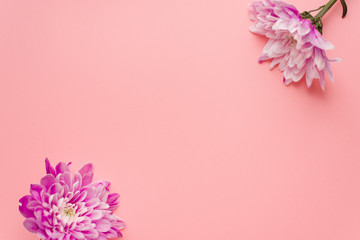 Frame of chrysanthemum on pink pastel background. Spring flowers. Spring background. Greeting card for Valentine. Spring flowers. Blue chrysanthemums on pastel background. Flat lay