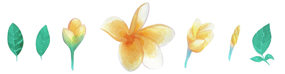 Watercolor set of tropical flowers plumeria frangipani with green tropical leaves. Hand drawn illustration isolated on white background. © Ira Kozhevnikova