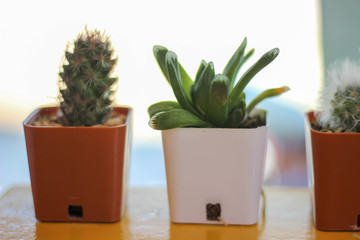 A small cactus is on a yellow wooden table and has free space.