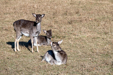 Junges Damwild auf der Wiese 