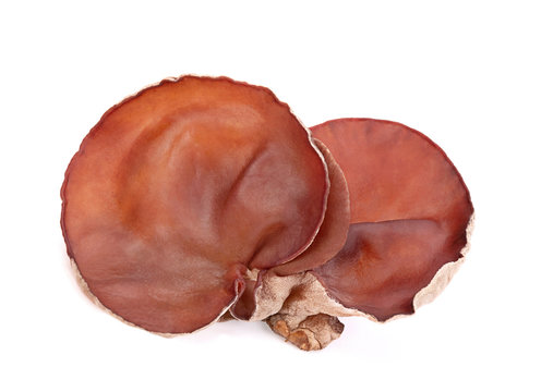 ear mushroom isolated on white background