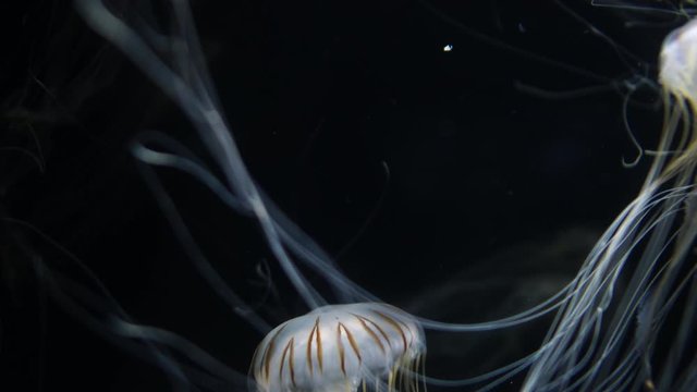 Jellyfish Japenese Sea Nettle Chrysaora Pacifica 02