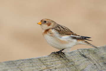 Snow Bunting on Post