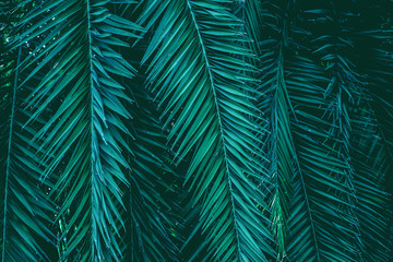 tropical palm leaf and shadow, abstract natural green background, dark blue tone