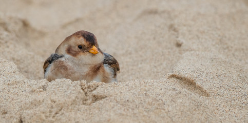 Snow Bunting in Sand