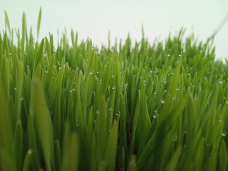 Fototapeta na wymiar grass dew