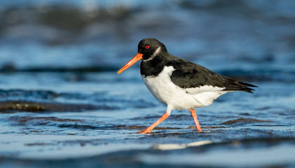 Oystercatcher in Water