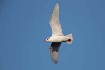 Mediterranean Gull Flying