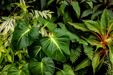 closeup nature view of green leaf in garden, dark wallpaper concept, nature background, tropical leaf