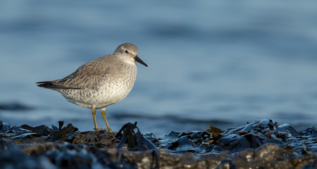 Knot Feeding on Beach