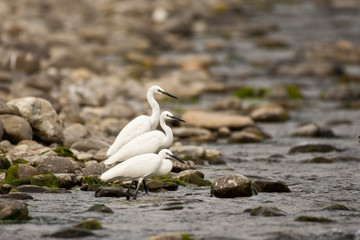 Egrets fishing in a river flowing in mountainous terrain 