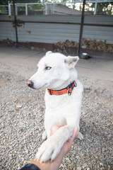Chien dans un refuge prêt à l'adoption