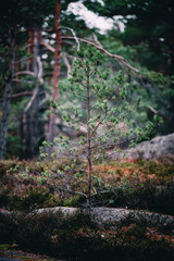 New Growth in the Forest 