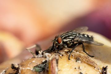 Side view of a flesh fly sitting on a dirty rotten apple