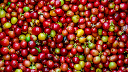 Raw coffee beans background, Close up fresh organic red raw and ripe coffee cherry beans