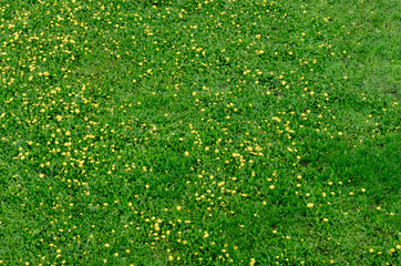 grassy meadow with dandelions,