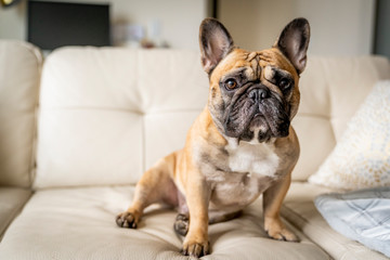 french bulldog leaning to side in front of white background