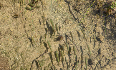 Top. View. Nature. Fish. River. Krka