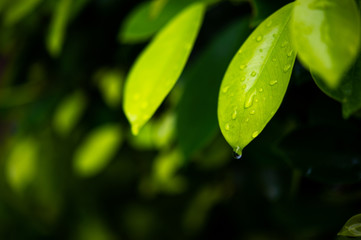 Green tea leaves, young shoots that are beautiful