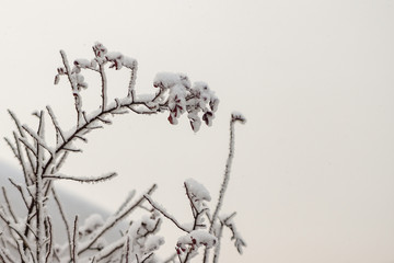 frozen bush covered with hoarfrost and gray snowy sky, selective focus