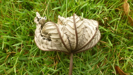 colseup with detail of fallen dry leaf on green grass